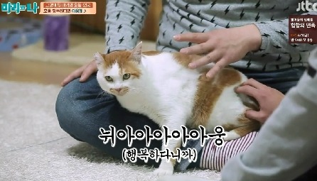 [마리와나] 뚱보냥 호동이 다이어트 시키기 (feat.먼지) | 인스티즈
