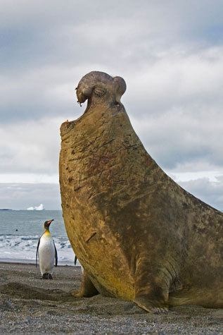 바다 가면 흔하게 볼 수 있는 한 덩치 하는 것들 | 인스티즈