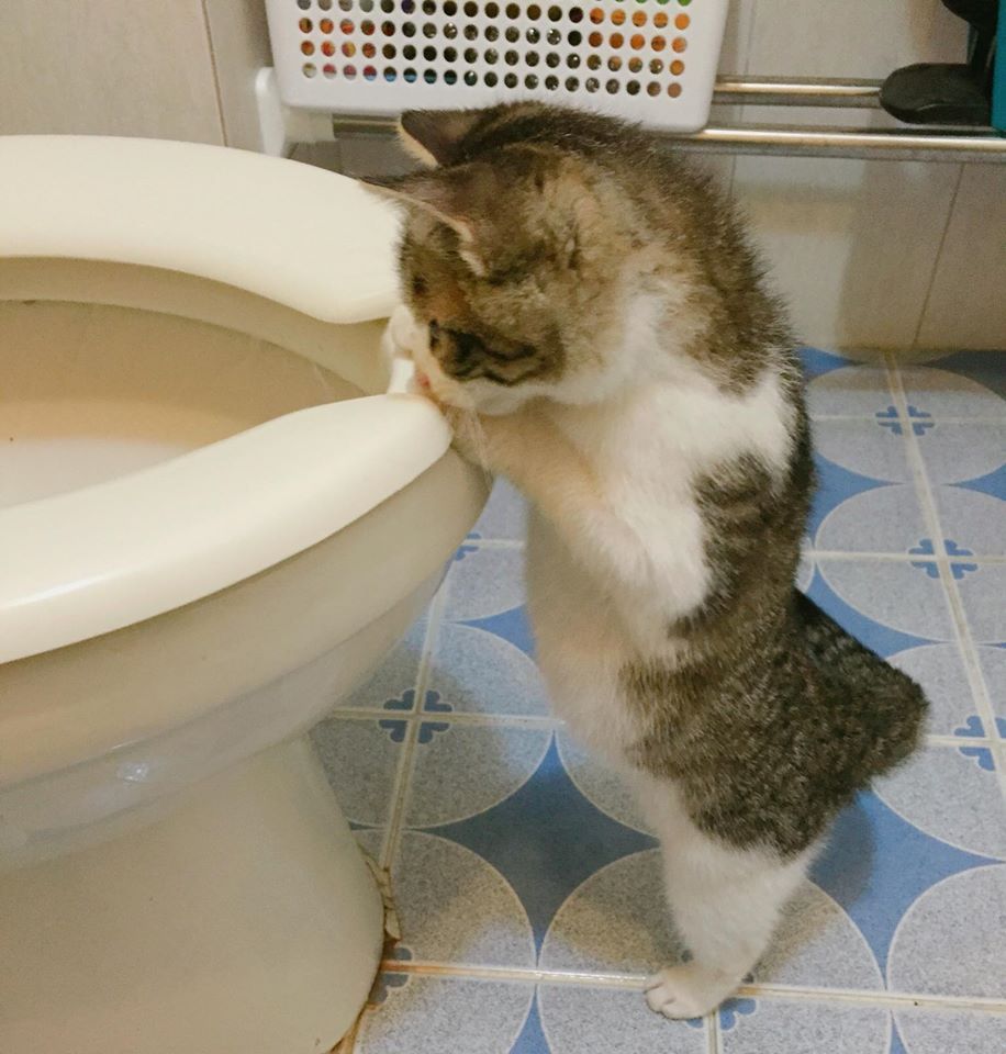물 내려가는 변기가 신기한 고양이.jpg | 인스티즈