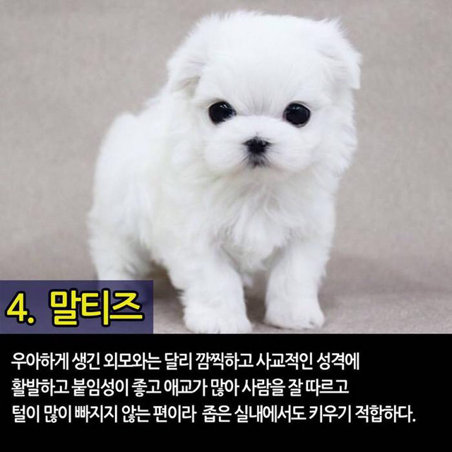 실내에서 키우기 좋은 반려견 TOP7 | 인스티즈