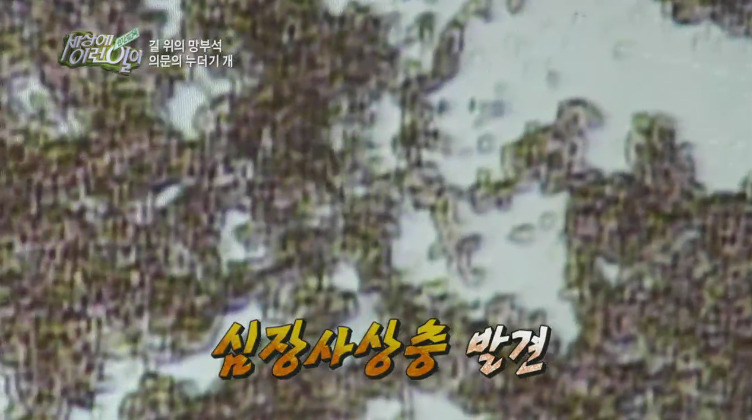 [세상에이런일이] 도로위에 망부석이 되서 주인을 기다리는 강아지.jpg | 인스티즈