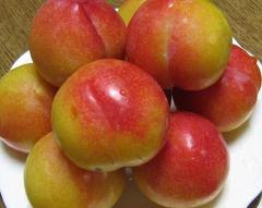 과일 취향 고르기 | 인스티즈