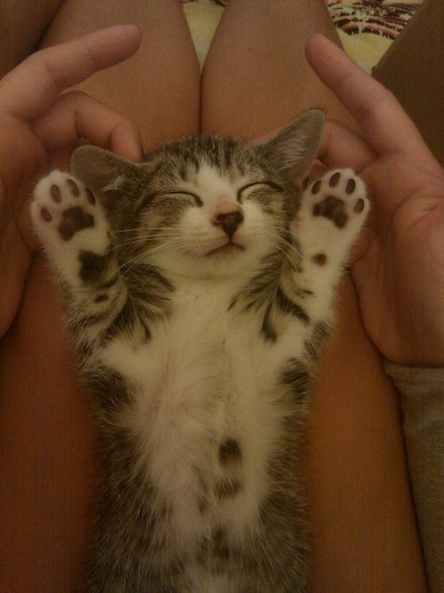 고냥이.gif | 인스티즈