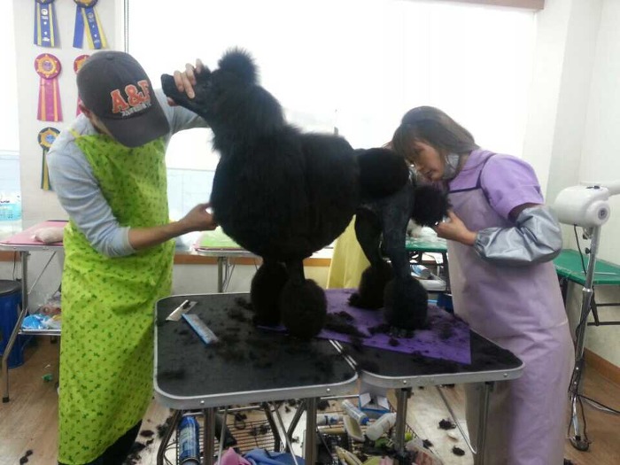 중앙애견미용학원 이미지