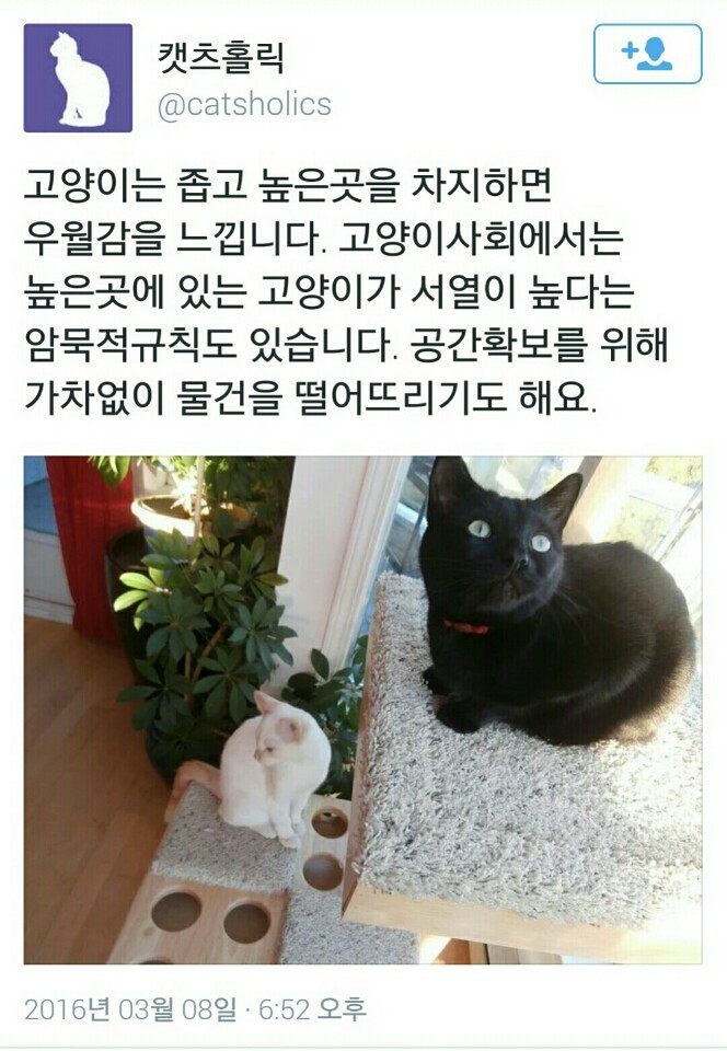 고양이는 높은곳을 차지하면 우월감을 느낀다.twt | 인스티즈