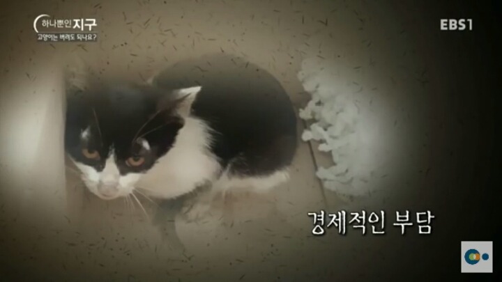 고양이는 버려도 되나요? | 인스티즈