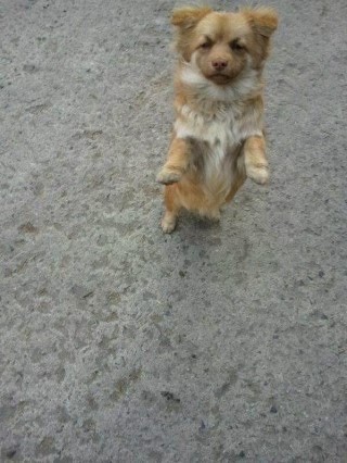 사연이 많아보이는 강아지.. | 인스티즈