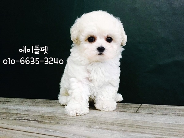 에이플(주) 이미지
