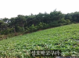 호박통신 이미지