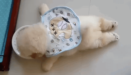 밥먹는 강아쥐.gif | 인스티즈