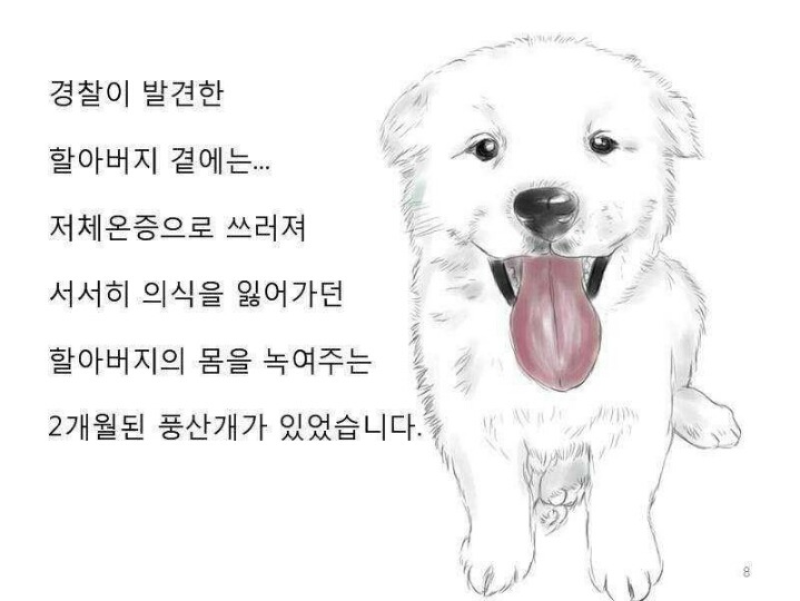 치매 할아버지를 구한 풍산개 | 인스티즈