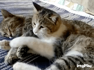설레이는 심쿵 백허그.gif | 인스티즈
