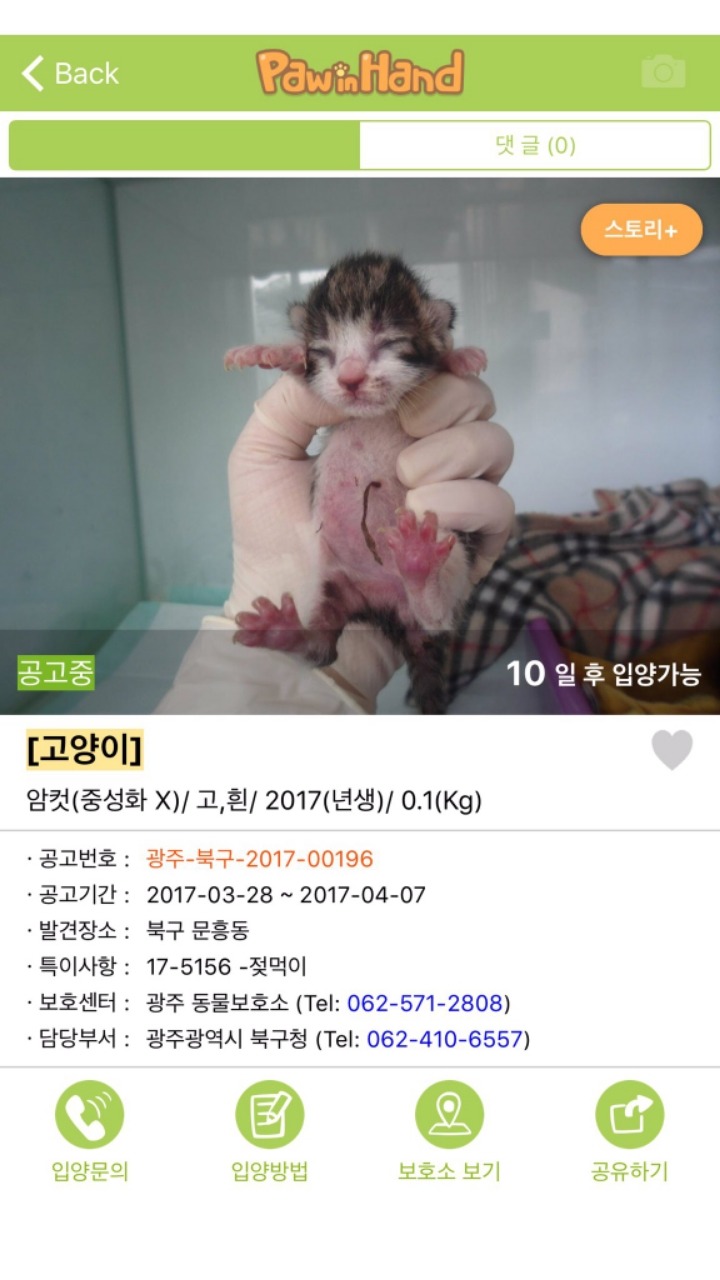 아기길냥이 구조를 함부로 하면 안되는 이유 | 인스티즈