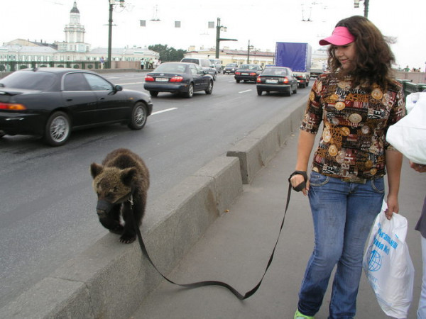 불곰국의 반려동물.jpgif | 인스티즈