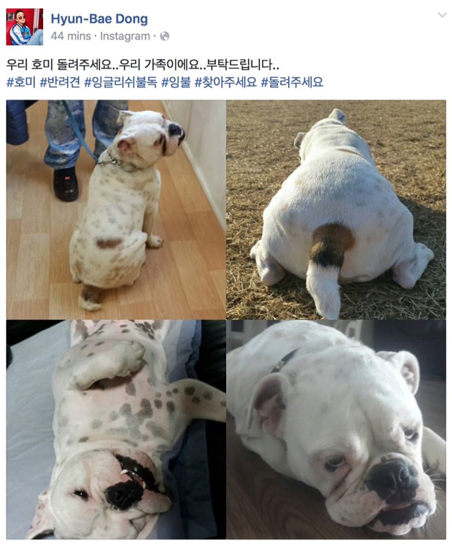 키우던 강아지 도둑 맞은 빅뱅 태양.jpg | 인스티즈