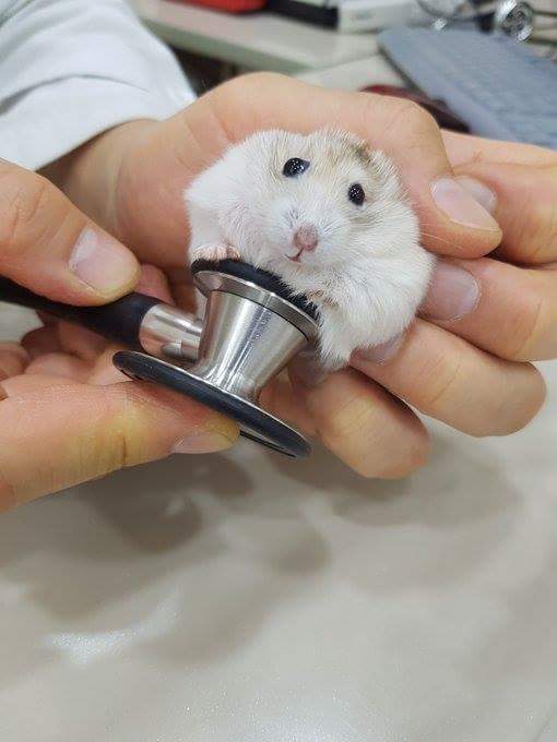 병원에 간 햄스터.jpg | 인스티즈