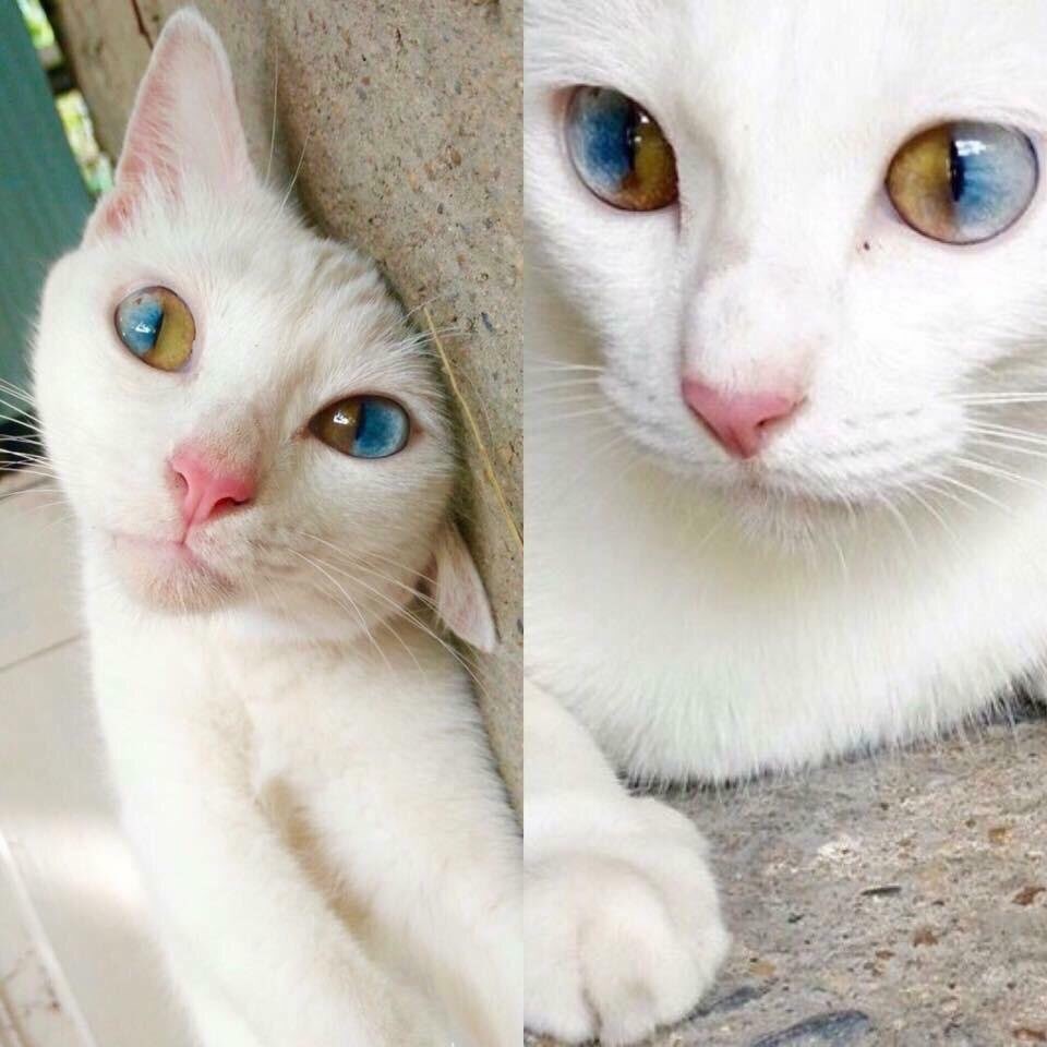 눈 색이 독특한 냥이 | 인스티즈