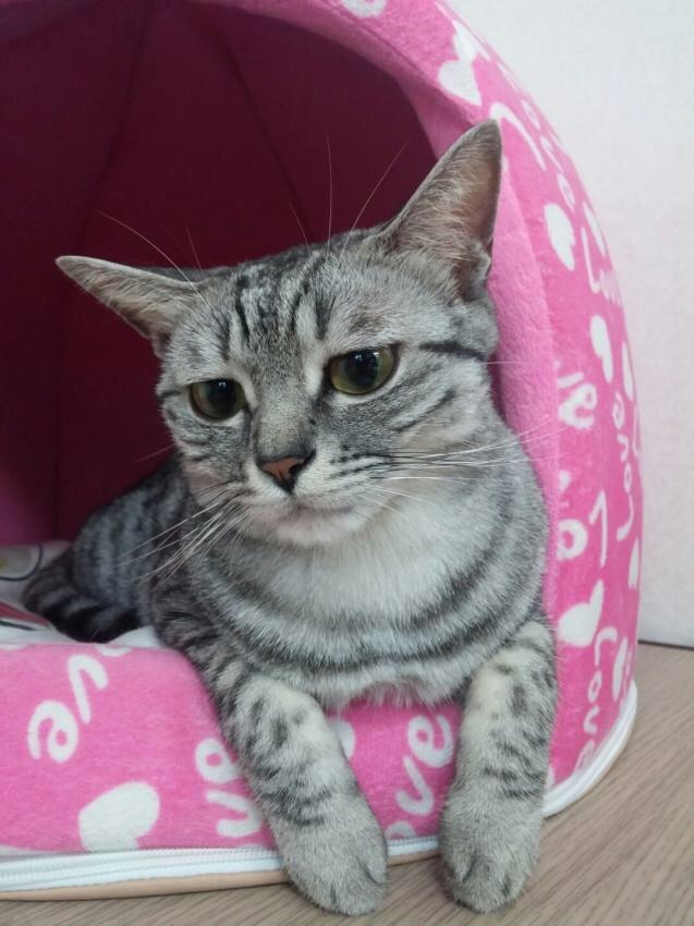 슬픈 고양이..jpg | 인스티즈