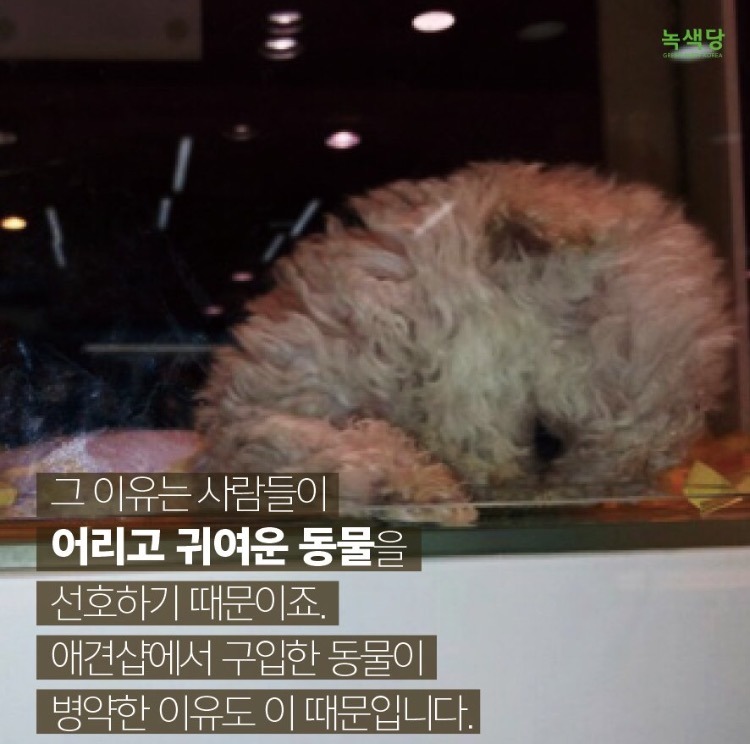 강아지는 귀여워서 사는 인형이 아닙니다.jpg +강아지 입양시 주의 | 인스티즈