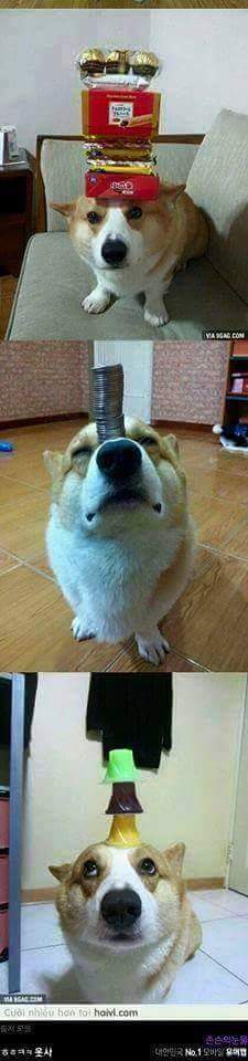 정도를 모르는 주인 | 인스티즈