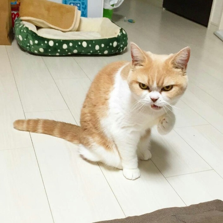 화가 난 고양이 | 인스티즈