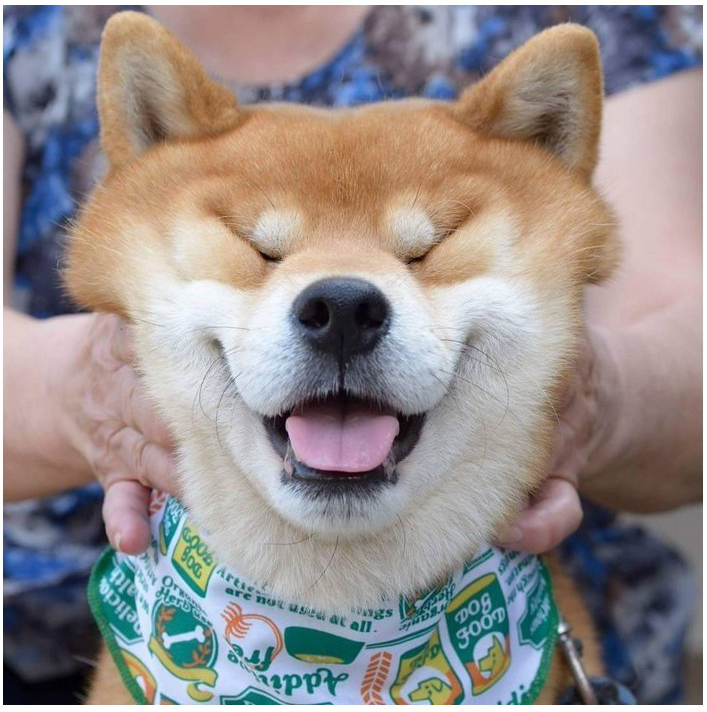 한번쯤 키워보고 싶게 만드는 시바견의 모습 | 인스티즈