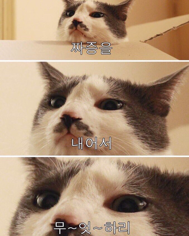 인생이 짜증날때 보면 좋은 짤 모음.jpg | 인스티즈