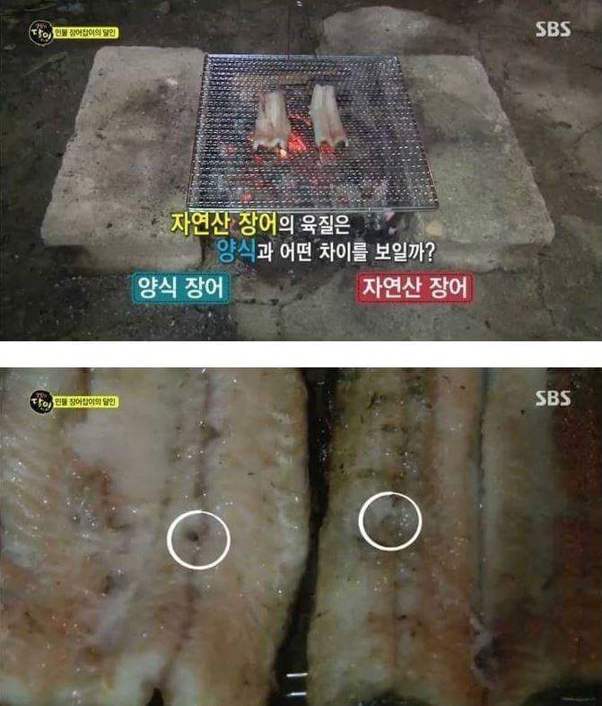 자연산 장어의 위엄 | 인스티즈