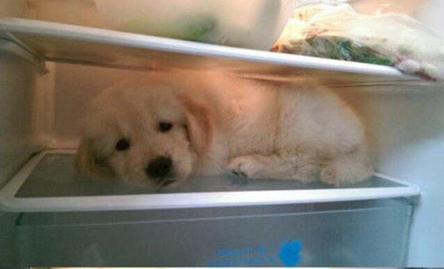 이제 다 커버려서 냉장고에 들어갈 수 없는 아기 리트리버8ㅅ8 | 인스티즈