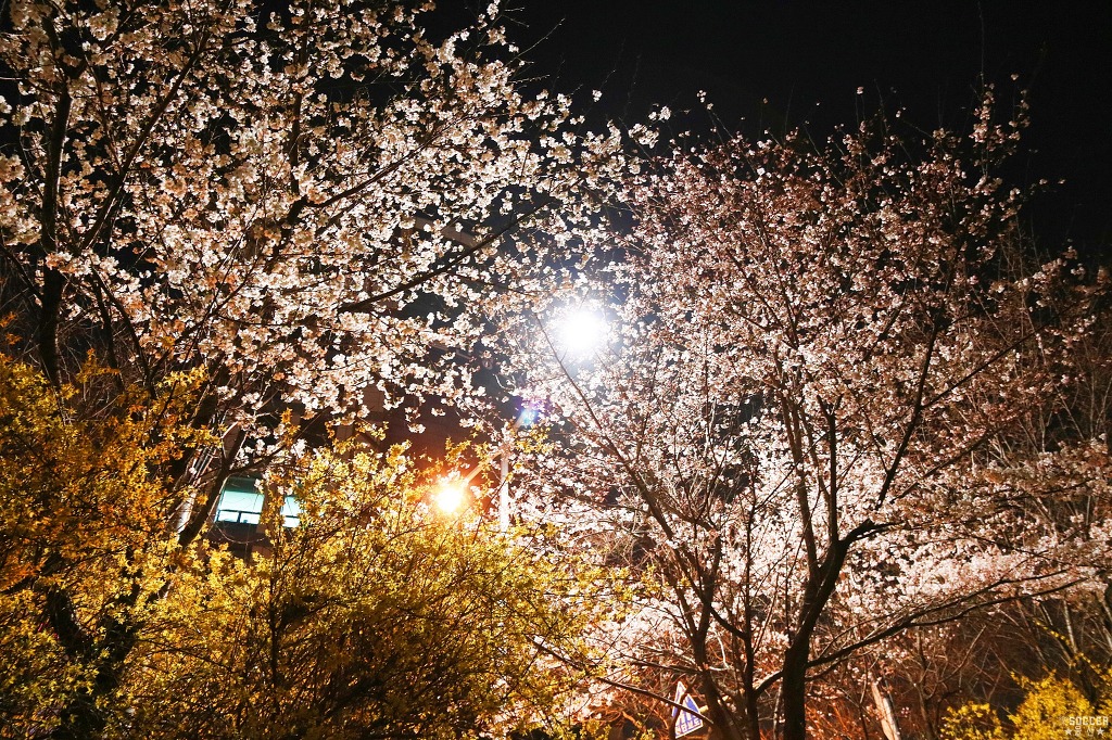 170329 심심해서 찍어본 벚꽃 야간 출사.jpg | 인스티즈
