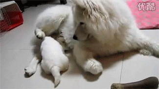 강아지들(심장조심).gif | 인스티즈