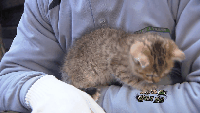 푸른거탑 새끼 고양이.gif | 인스티즈