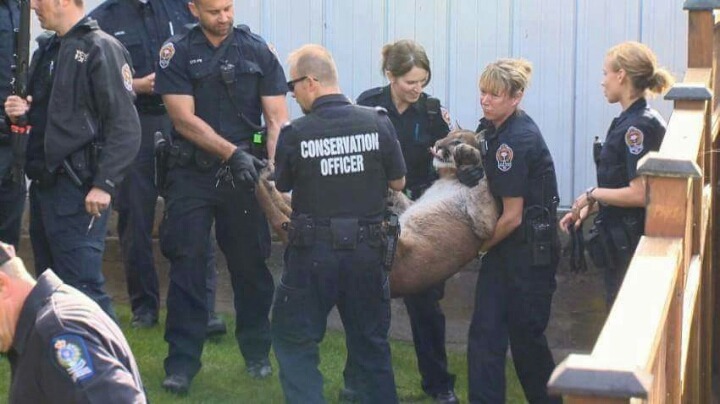 천조국의 흔한 길냥이 | 인스티즈