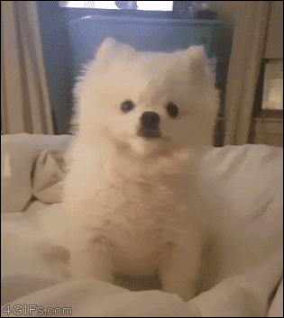 개 시원한 기침.gif | 인스티즈