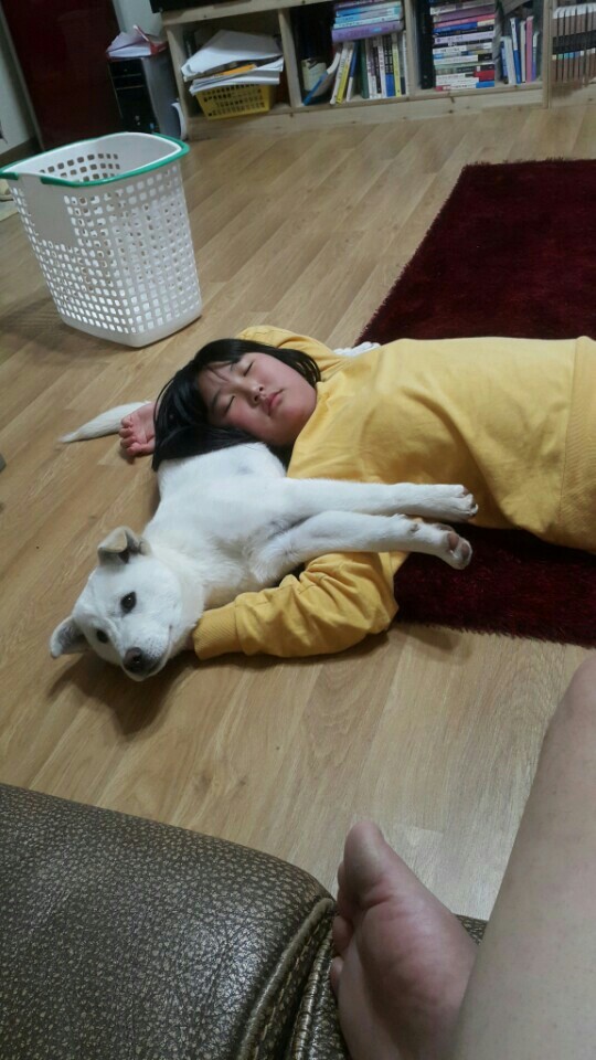 개소주가 되어 주인품으로 돌아온 매실이. 매실이는 이쁘고 영리하지만 겁도많은 소중한 가족이었습니다 | 인스티즈