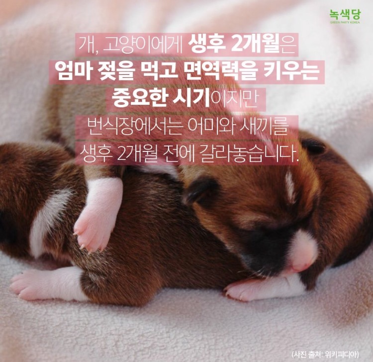 동물 학대하는 공장의 현실.jpg (불쌍함 주의) | 인스티즈
