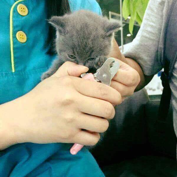 강아지와 고양이의 발톱 깎을때 차이 | 인스티즈
