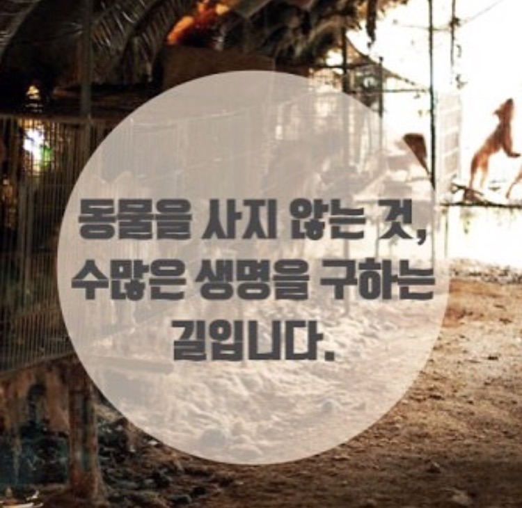 강아지 사지말고 입양하세요 | 인스티즈