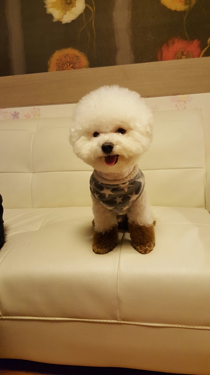 도도 이미지