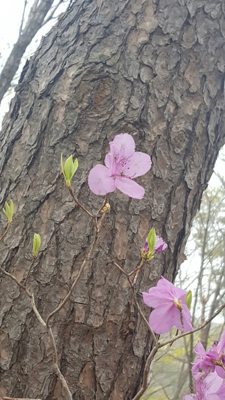 마니사라 이미지