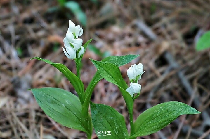 백선 이미지