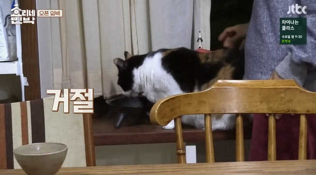 효리네민박에 나온 돼냥이.jpg | 인스티즈