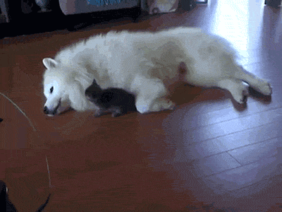 사이 좋은 개와 고양이.gif | 인스티즈