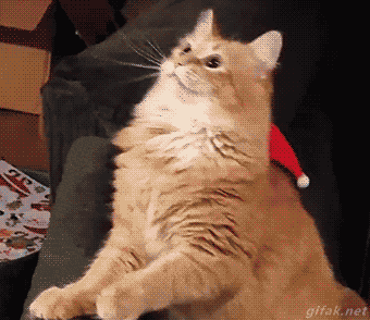 누가 자꾸 때리는 거냥.gif | 인스티즈