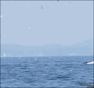 닝겐한테 조종당하는 범고래.gif | 인스티즈