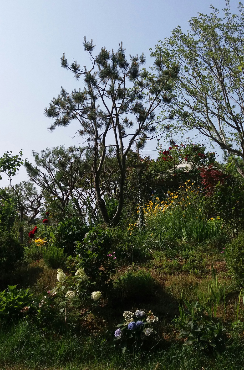 백송 이미지