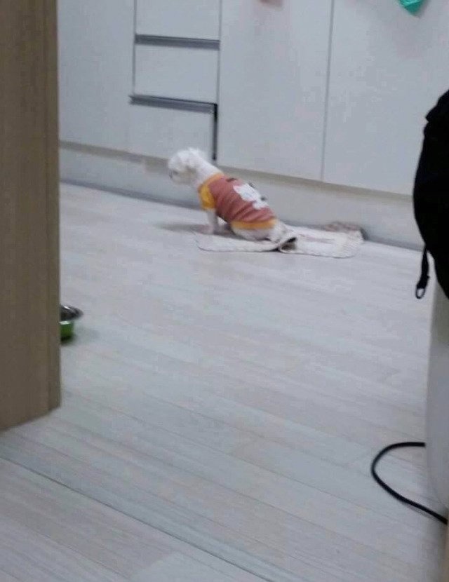 주인님 기다리는 댕댕이들 | 인스티즈