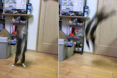 망한 고양이 사진대회 | 인스티즈
