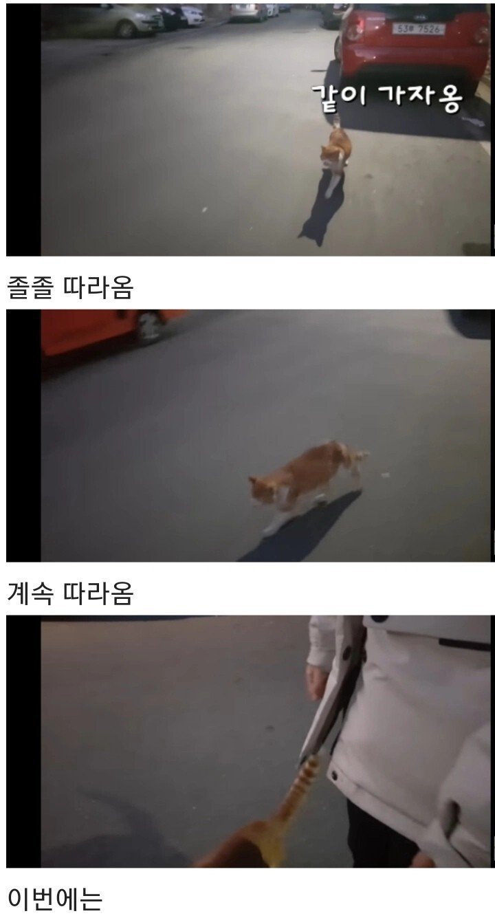 영하 10도의 바깥이 너무 추웠던 냥이 | 인스티즈