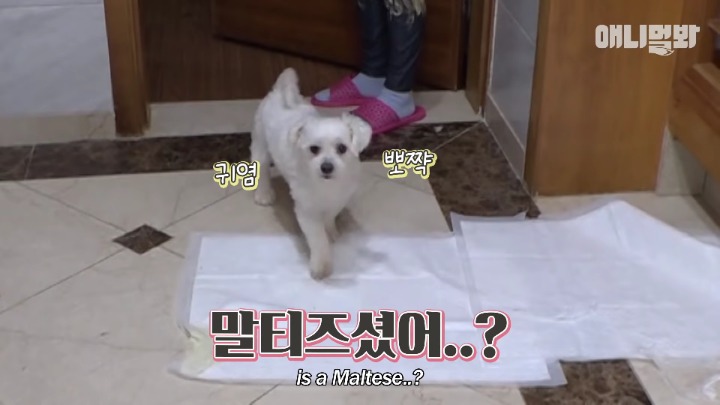 말티즈×허스키 = 말스키 | 인스티즈